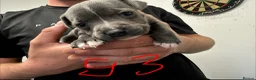 Staffordshire Bull Terrier dogs for sale: Staffy pups  - Advert 5