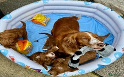 Cockapoo dogs for sale: F1 Fox Red Cockapoo boys (ready now) - Image 8