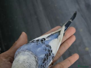 Budgerigars birds Baby budgies tame - Advert 17