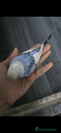 Budgerigars birds - Advert 8