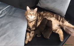 Mixed Breed cats for sale: 2 kittens for sale - Image 2