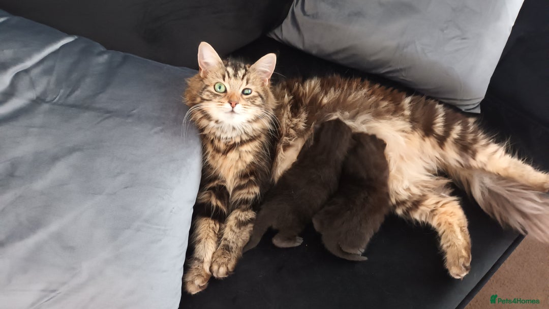 Mixed Breed cats for sale: 2 kittens for sale - Image 2