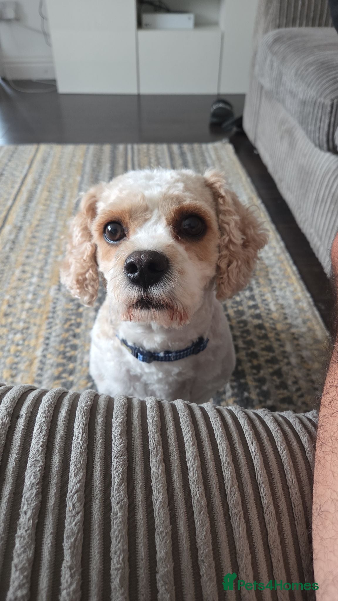 Mixed Breed dogs Toby. - Advert 5