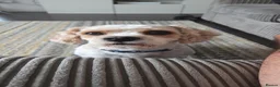 Mixed Breed dogs for sale: Toby. in Wolverhampton - Advert 1