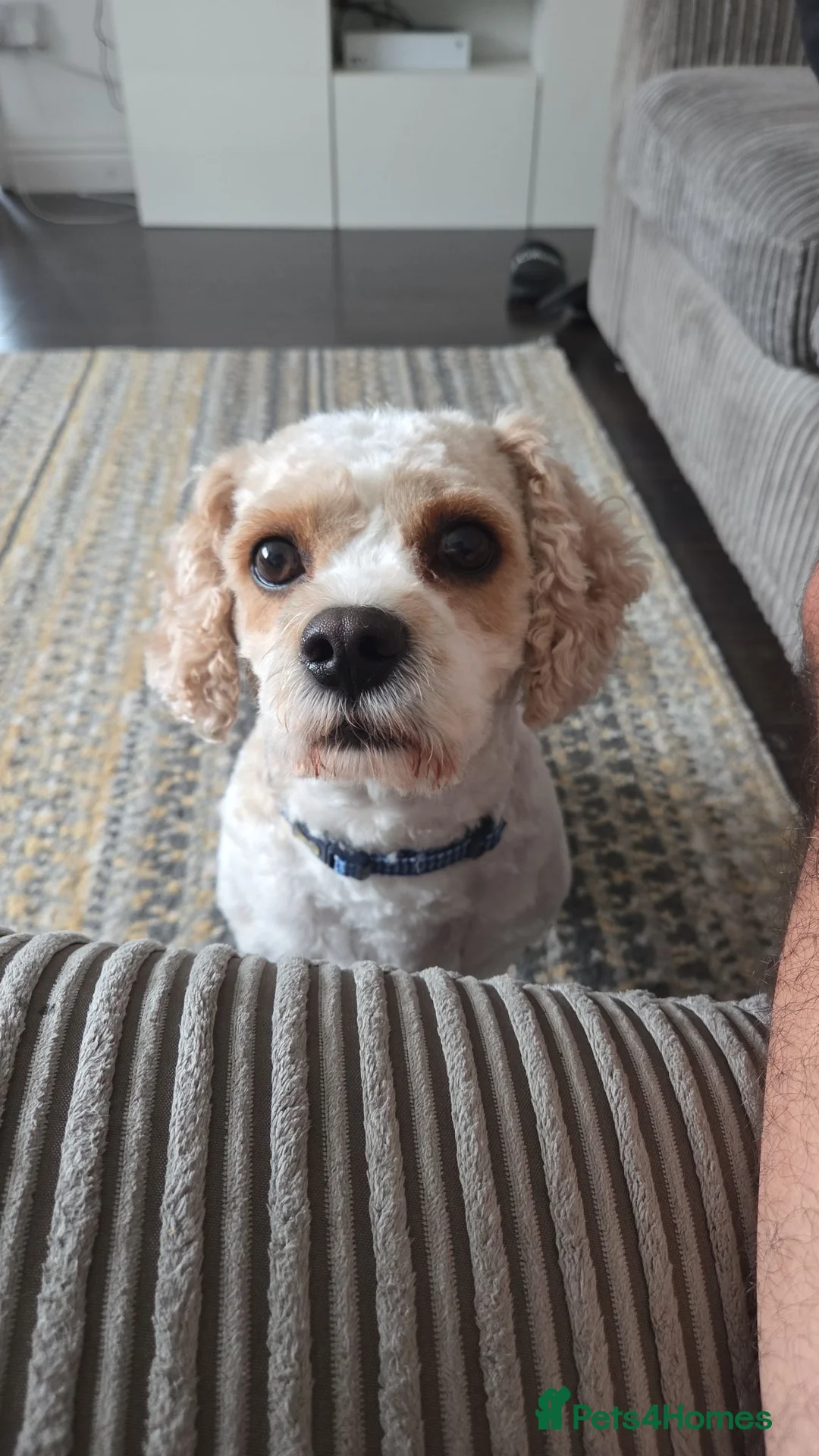 Mixed Breed dogs for sale: Toby. in Wolverhampton - Advert 1