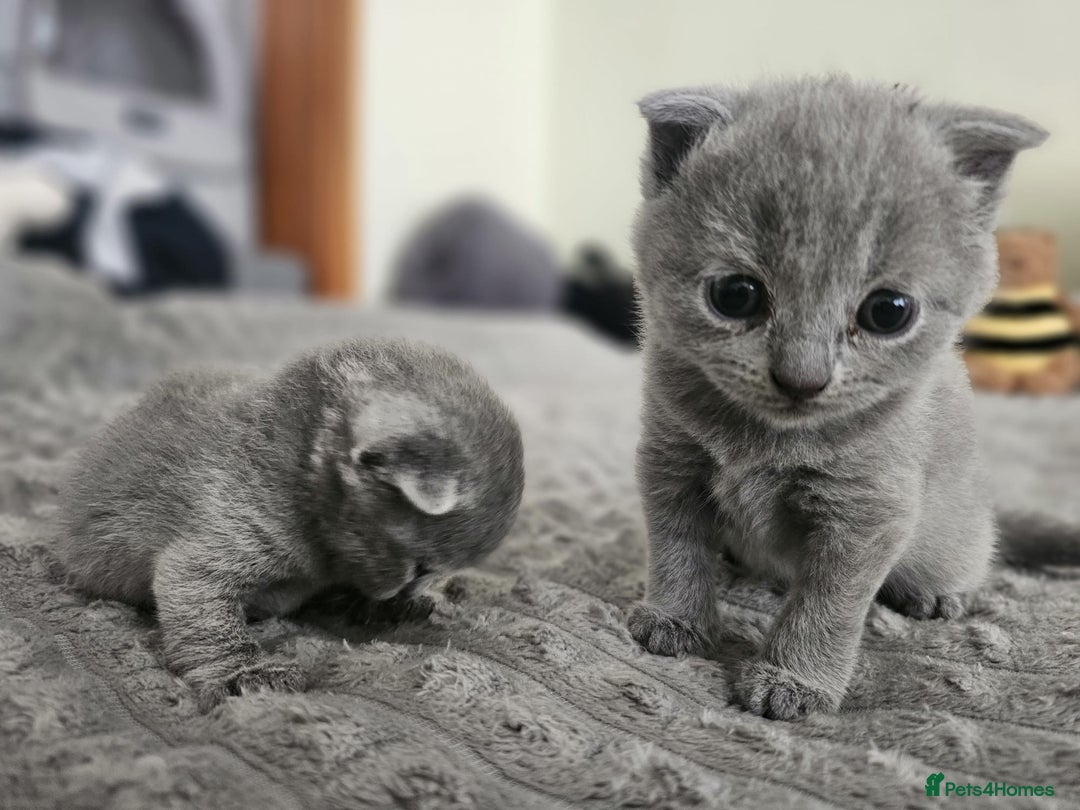 Scottish Fold cats for sale: Scottish fold kitten for sale  - Image 3