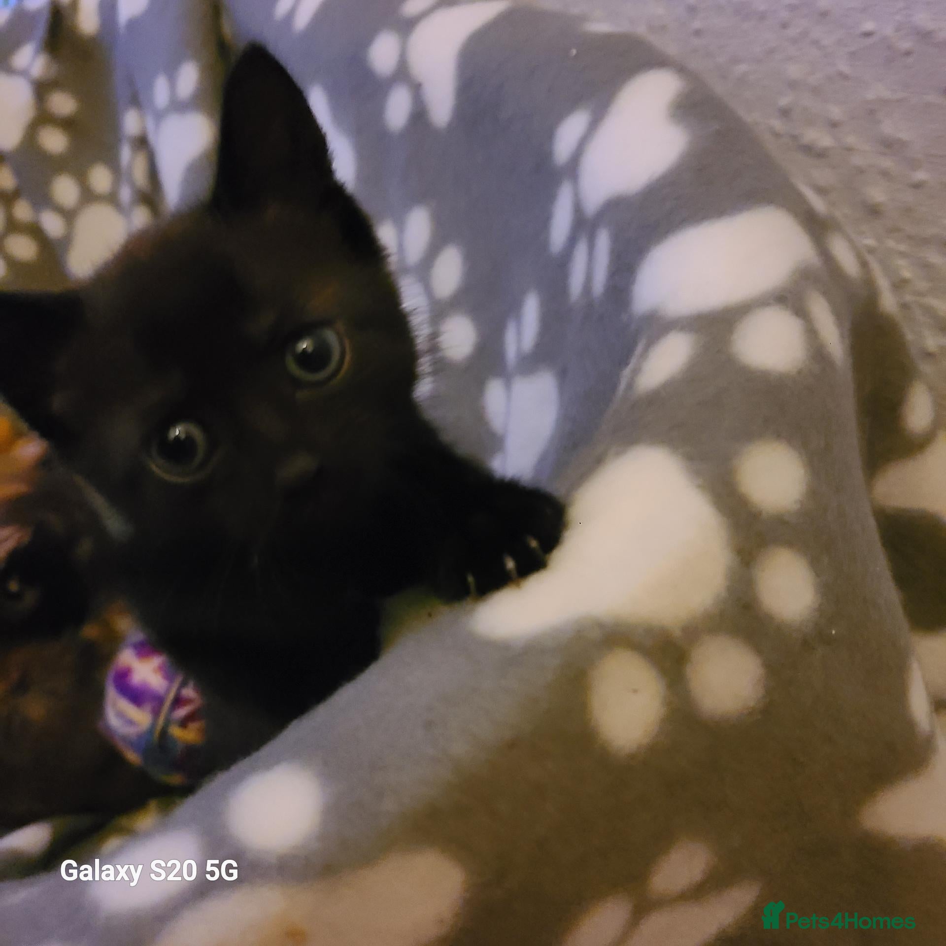 Mixed Breed cats Kittens  - Advert 5