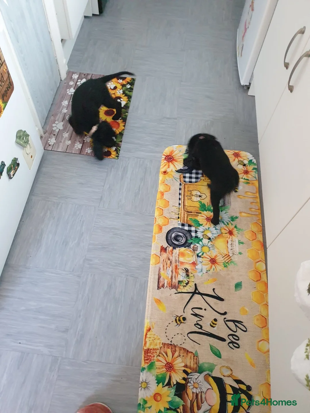Cockapoo dogs for sale: Two beautiful girls left  - Advert 2
