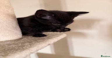 British Longhair cats - Advert 2