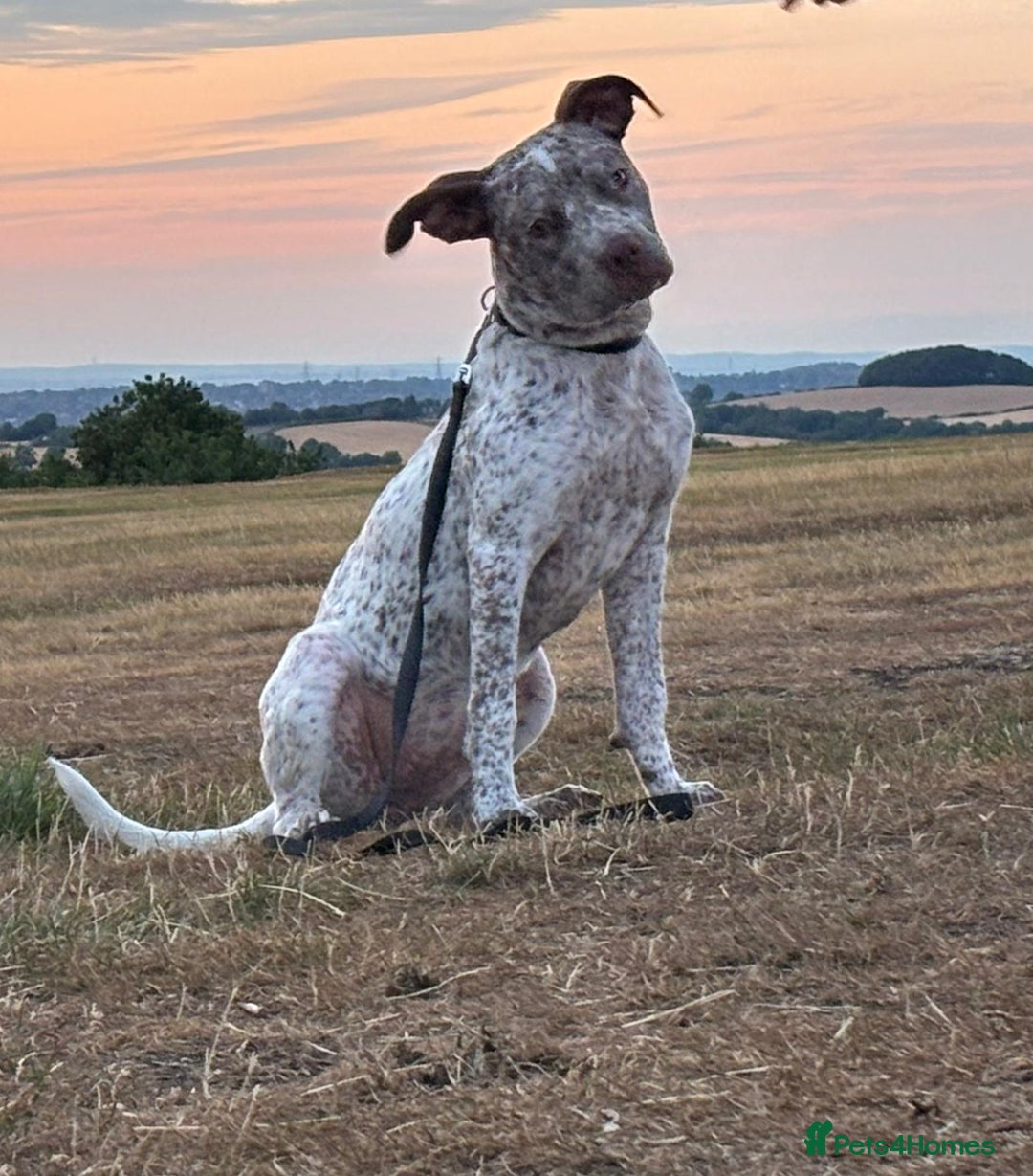 Mixed Breed dogs for sale: Beautiful girl, staff cross boxer - Image 2