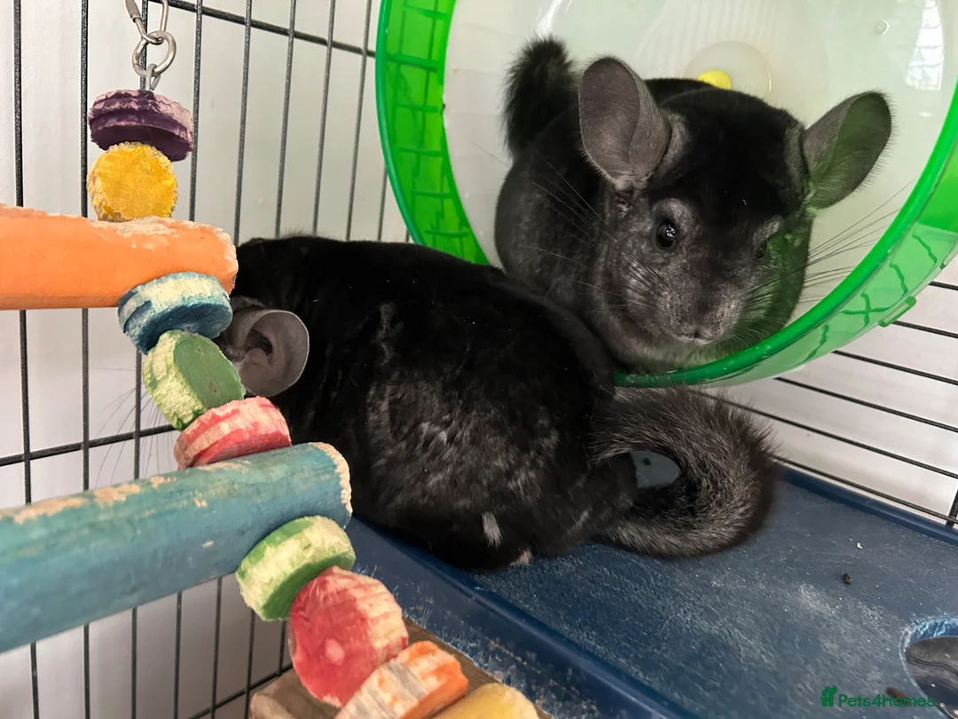 Chinchilla rodents for sale: 2 male chinchillas  in Evesham - Advert 2