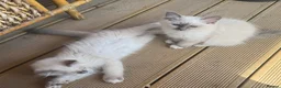 Birman cats for sale: Strong healthy Birman babies available  in Peacehaven - Advert 9