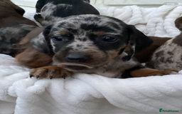 Dachshund dogs for sale: Dachshund puppies - Image 7