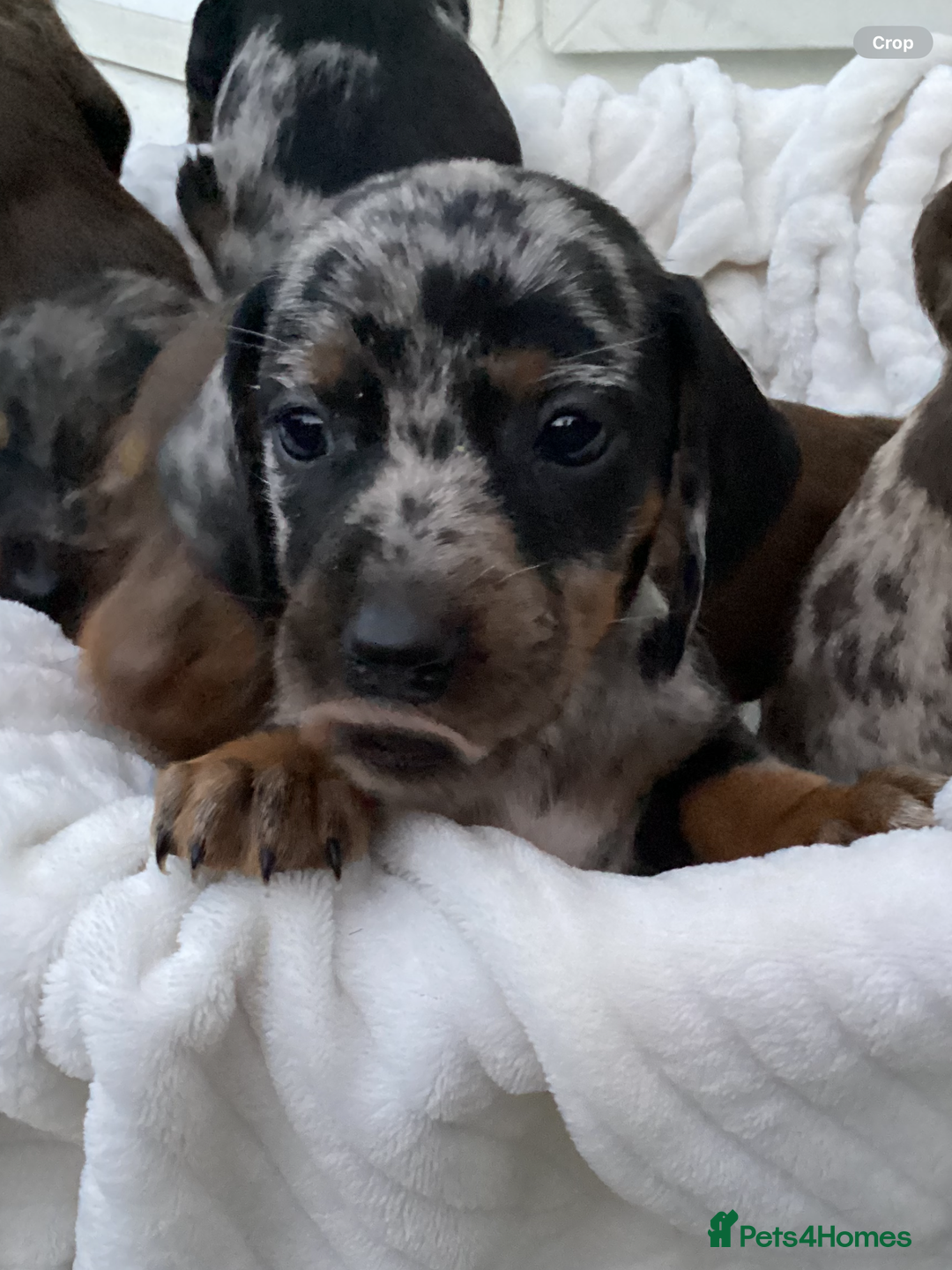 Dachshund dogs for sale: Dachshund puppies - Image 7