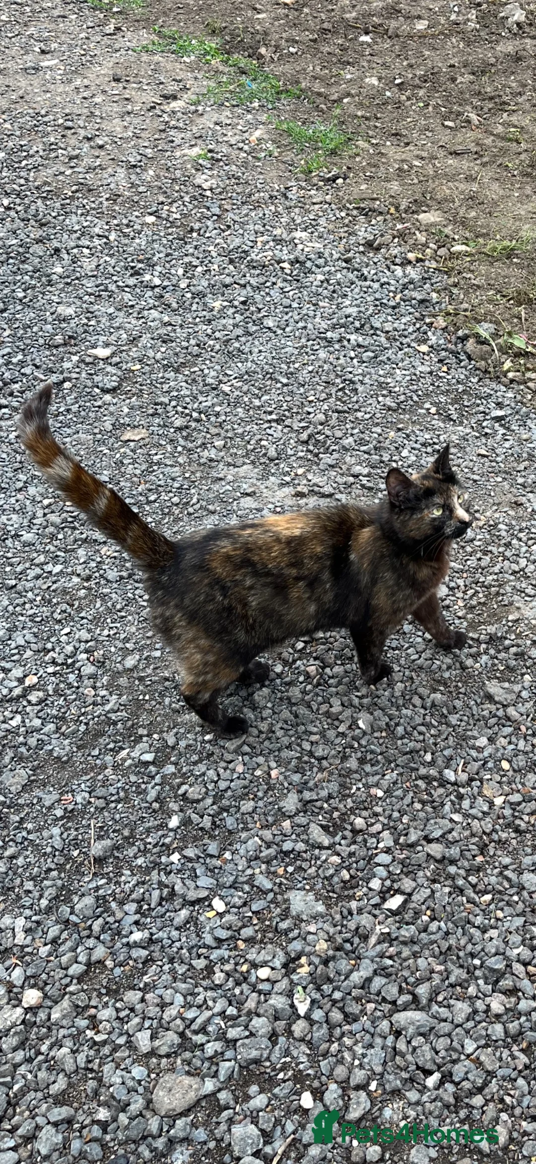 Mixed Breed cats for sale: Kittens  - Advert 1