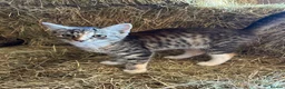 Mixed Breed cats for sale: Beautiful kittens for sale. - Advert 4