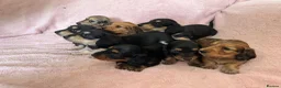 Miniature Dachshund dogs for sale: GORGEOUS KC reg PRA CLEAR MINI DACHSHUND PUPPIES in Swansea - Advert 27