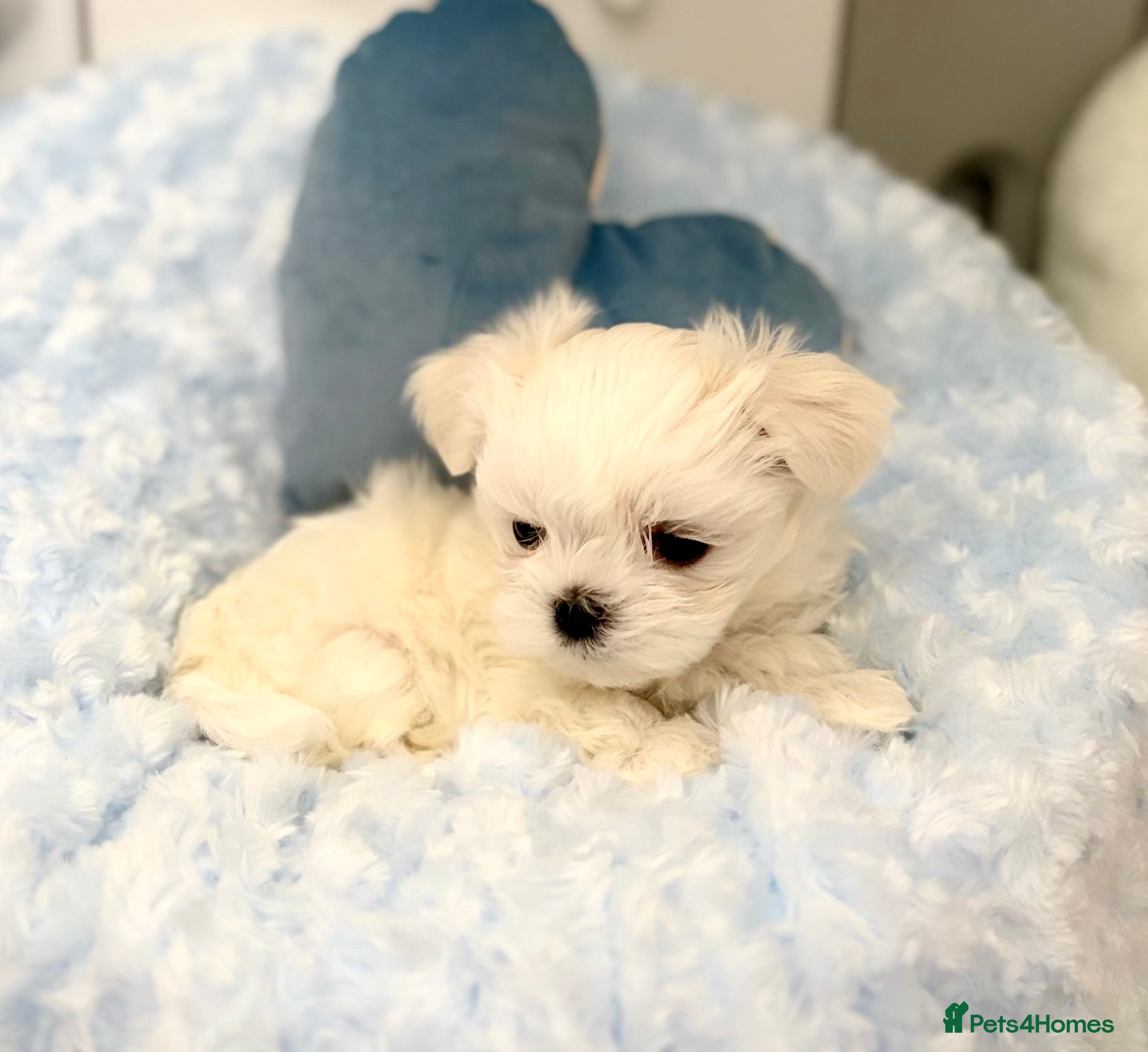 Maltese dogs ✨Beautiful Korean Maltese Puppies🤍 - Advert 2