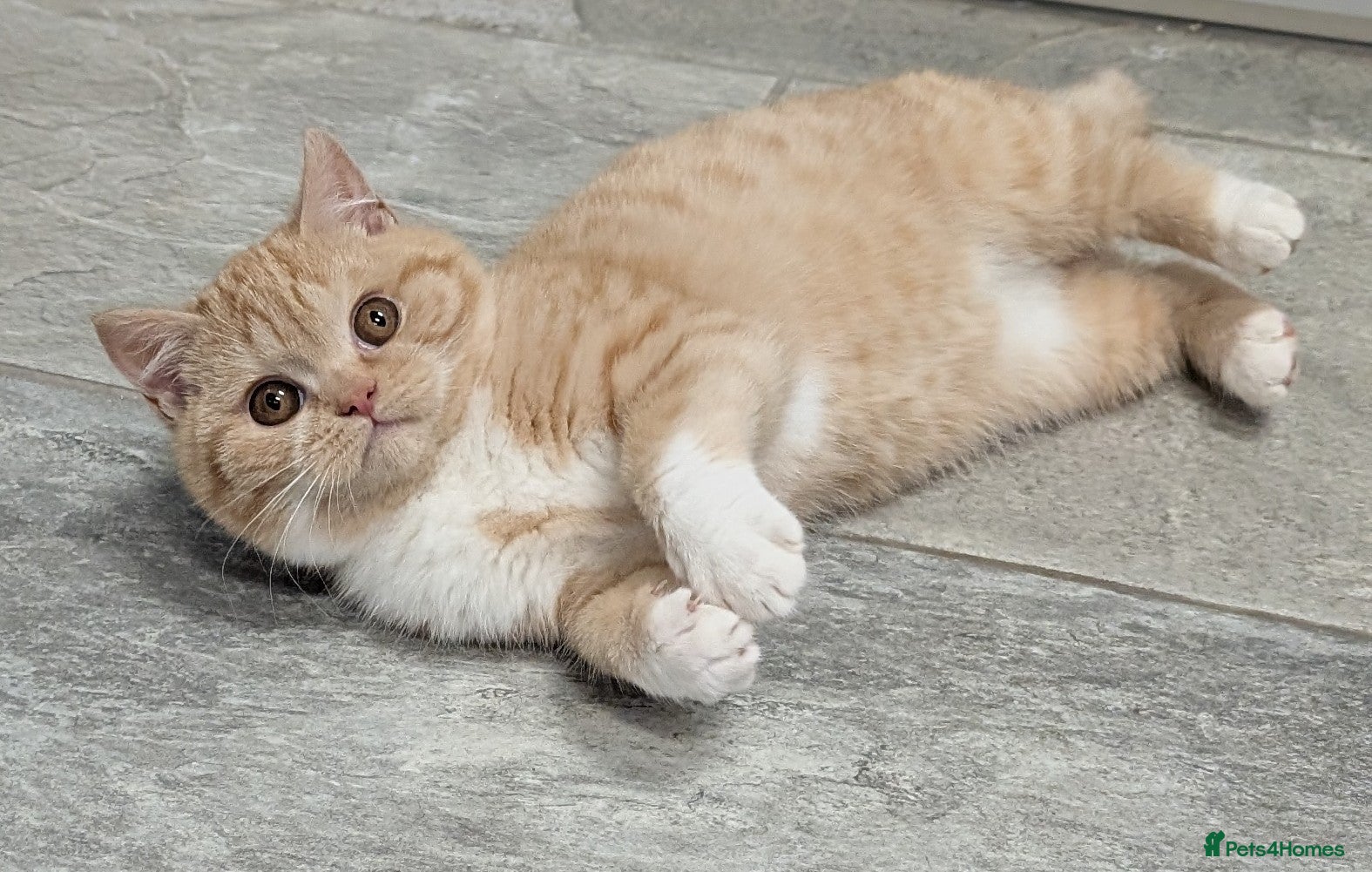 British Shorthair cats Gorgeous British shorthair kittens  - Advert 1