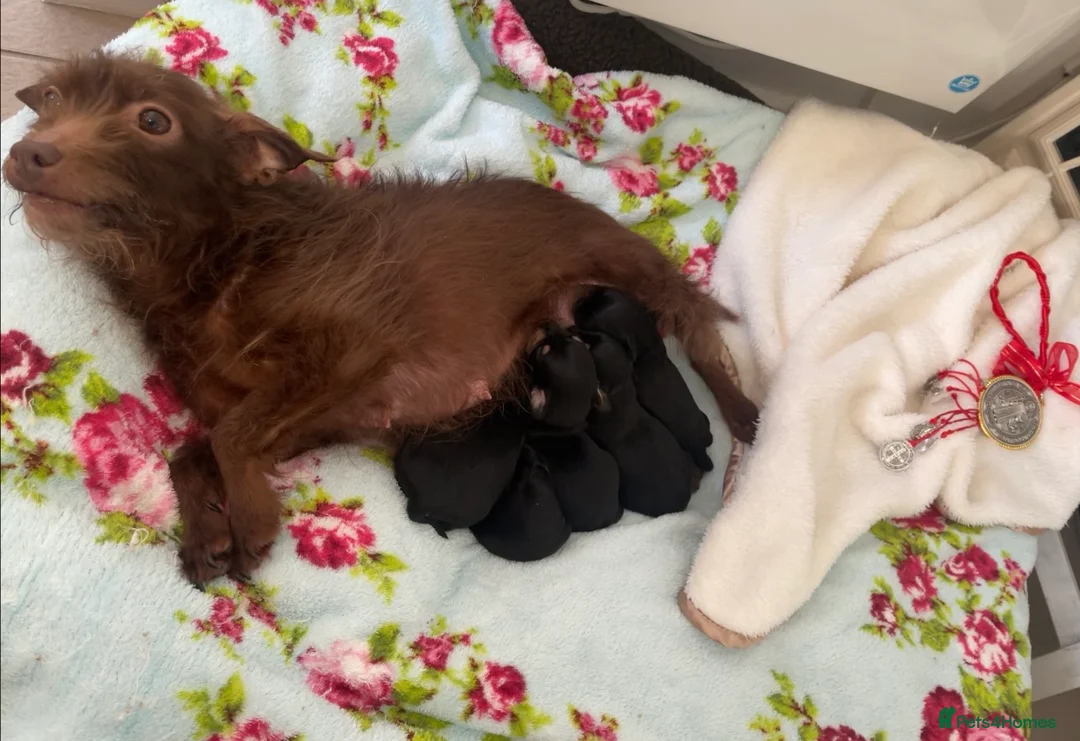 Jackapoo dogs for sale: Quality Jack Russel Puppies for sale 💌 - Advert 8