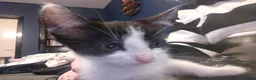 Mixed Breed cats for sale: Kittens for rehoming - Advert 6