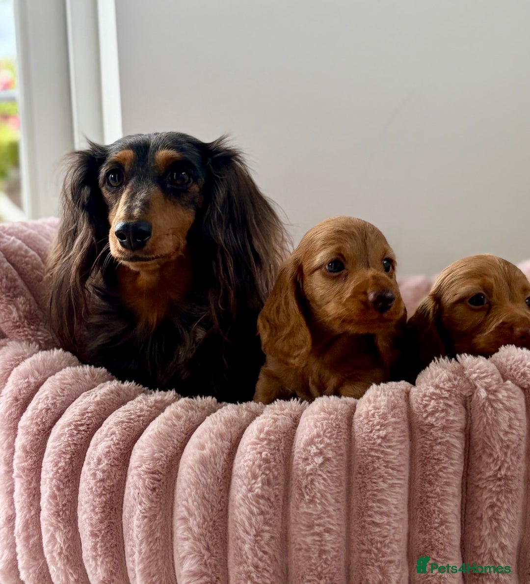 Dachshund dogs for sale: Beautiful miniature long hair dachshund - Image 17