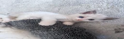 Ragdoll cats for sale: Purebred Ragdoll kittens 🤍 READY TO LEAVE NOW! - Advert 2