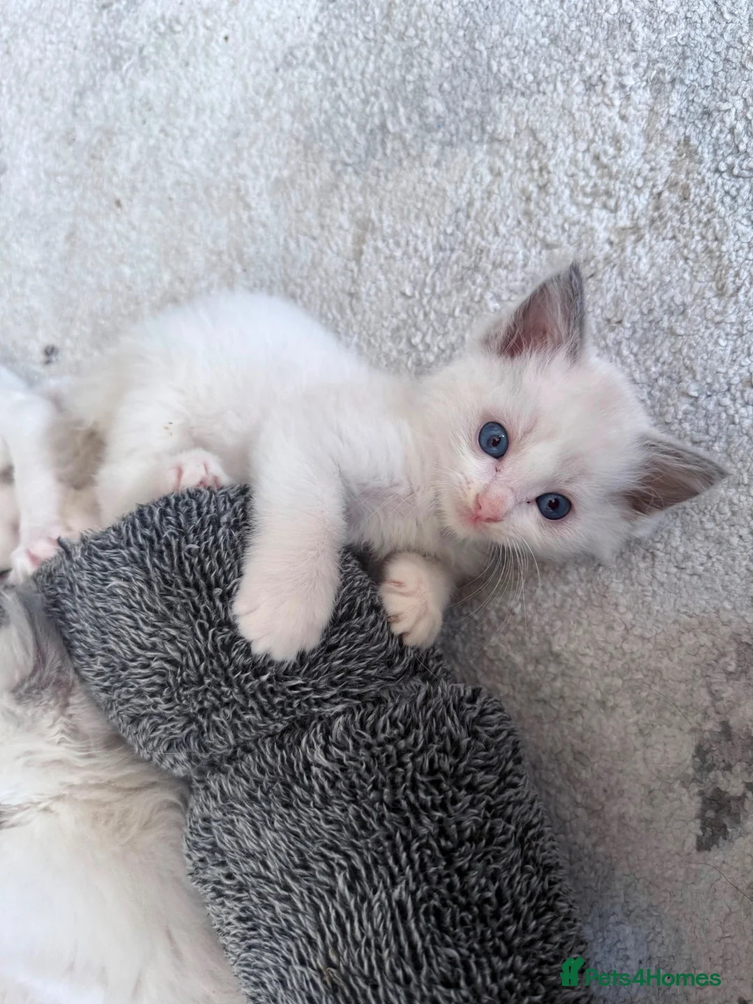 Ragdoll cats for sale: Purebred Ragdoll kittens 🤍 READY TO LEAVE NOW! - Advert 2