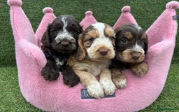 Cockapoo dogs for sale: ⭐️ Stunning Rare Coloured F1 Miniature Cockpoos ⭐️ - Image 1