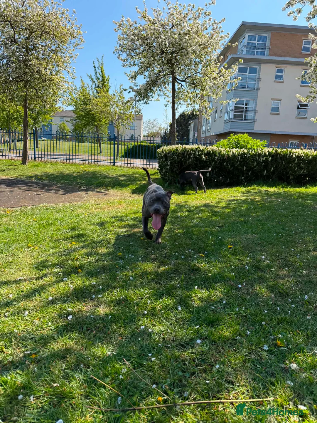 Staffordshire Bull Terrier dogs for sale: Blue Staffordshire bull terrier - Advert 2