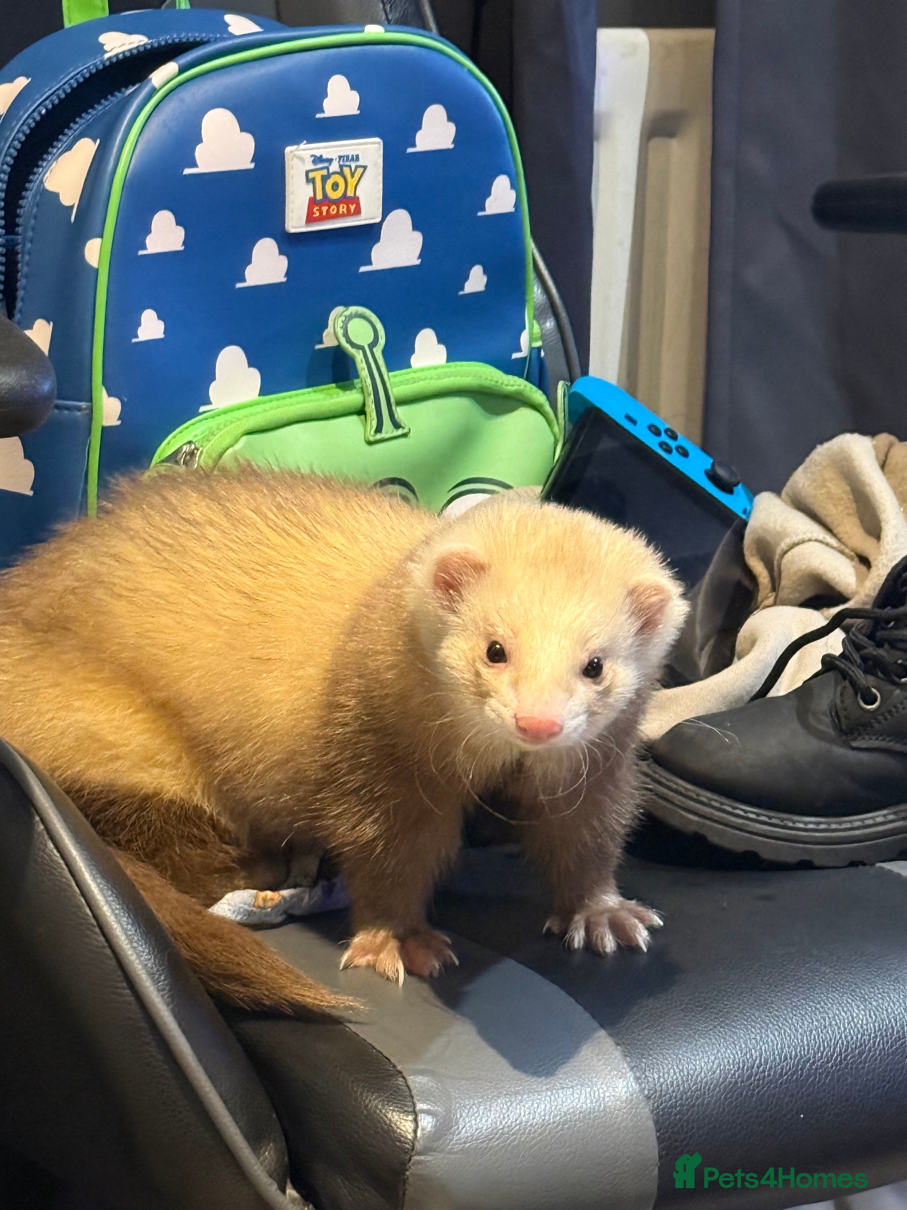 Angora rabbits 2 Male  - Advert 2