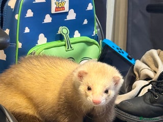 Angora rabbits 2 Male - Advert 2