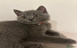 British Shorthair cats for sale: 🏆GCCF & TICA Pedigree Kitten, DELIVERY AVAILABLE! - Image 5