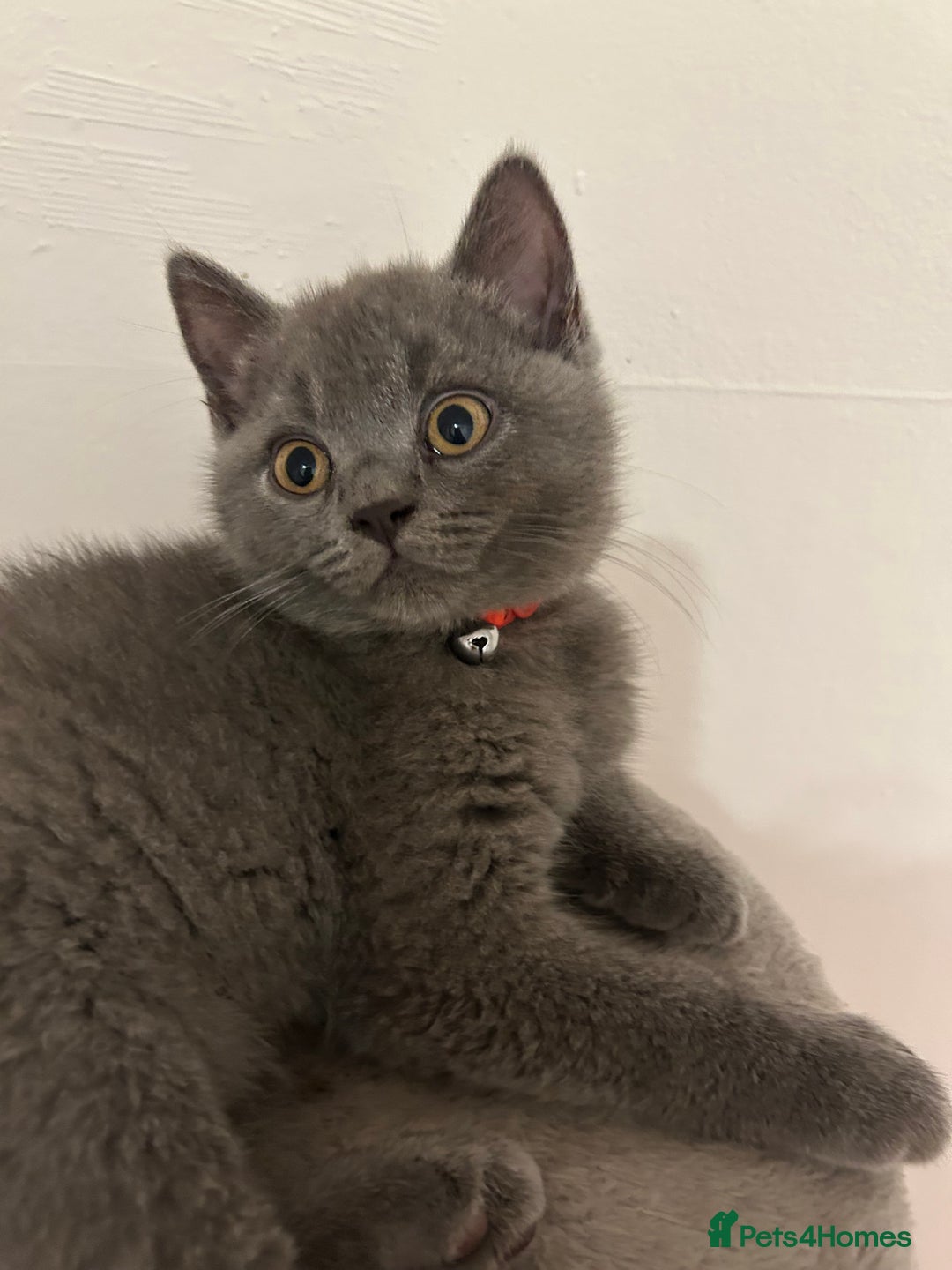 British Shorthair cats for sale: 🏆GCCF & TICA Pedigree Kitten, DELIVERY AVAILABLE! - Image 5