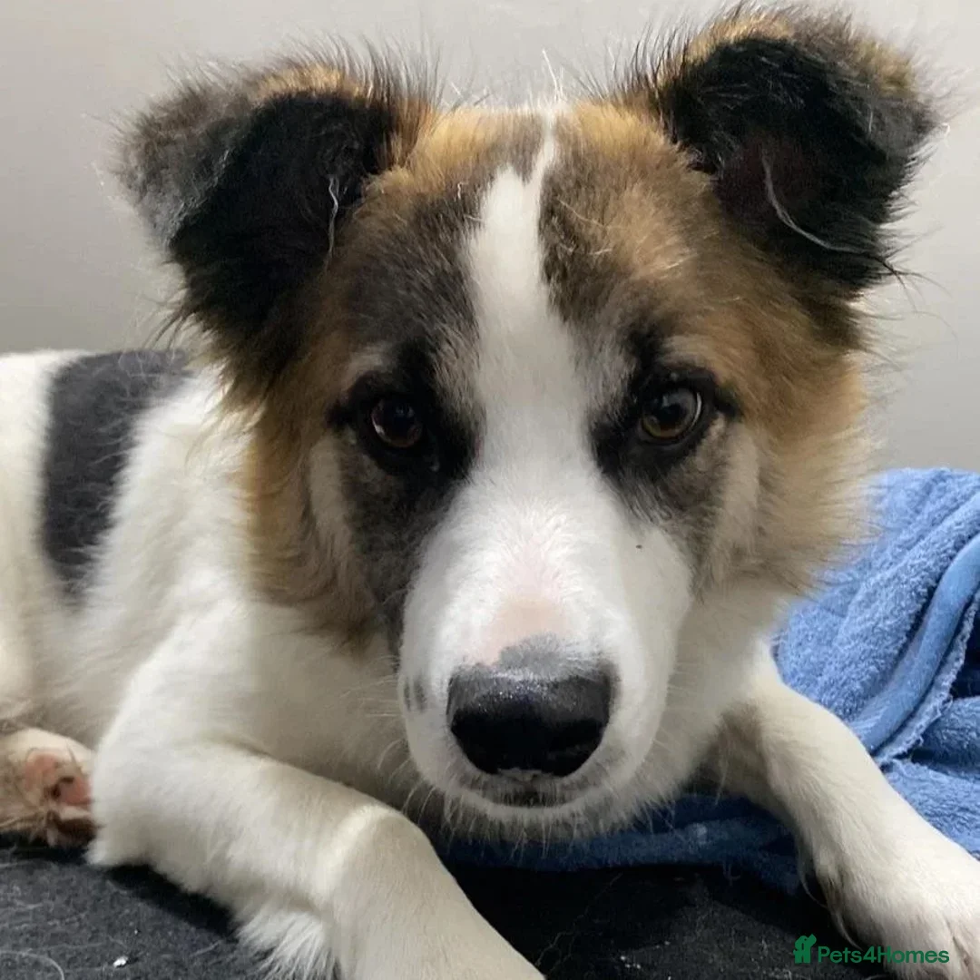 Mixed Breed dogs for adoption: Novie (Collie mix) - Advert 16