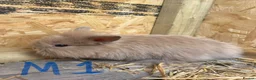 Mini Lion Lop rabbits for sale: Beautiful Mini Lion Lop Bunnies  in Rochdale - Advert 11