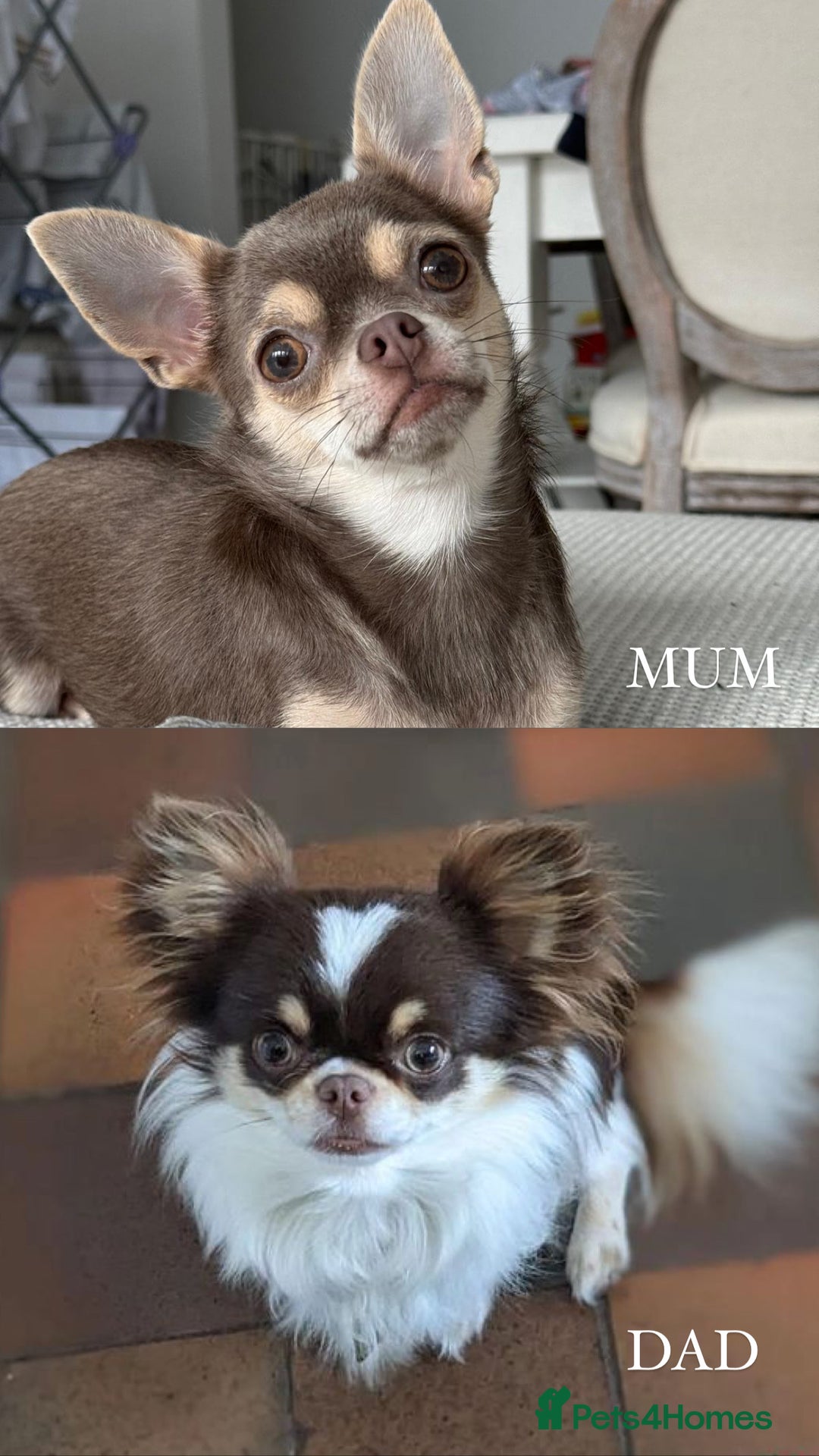 Chihuahua dogs for sale: READY 24th 🤎 Outstanding Chocolate Puppies 🧸🐻🤎 - Advert 11