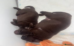 Labrador Retriever dogs for sale: 5 Stars 🌟 Chocolate Labradors  🌟  - Image 14