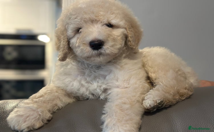 Mixed Breed dogs F1B SAINTBERNADOODLE NOVA 1295 B/W GIRL - Advert 1