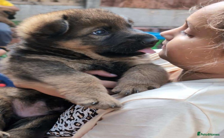 German Shepherd dogs - Advert 5
