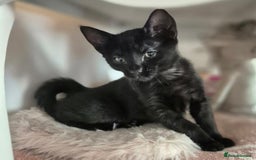 Mixed Breed cats for sale: ** ready to leave now 9 wks , 2 beautiful girls ** - Image 15