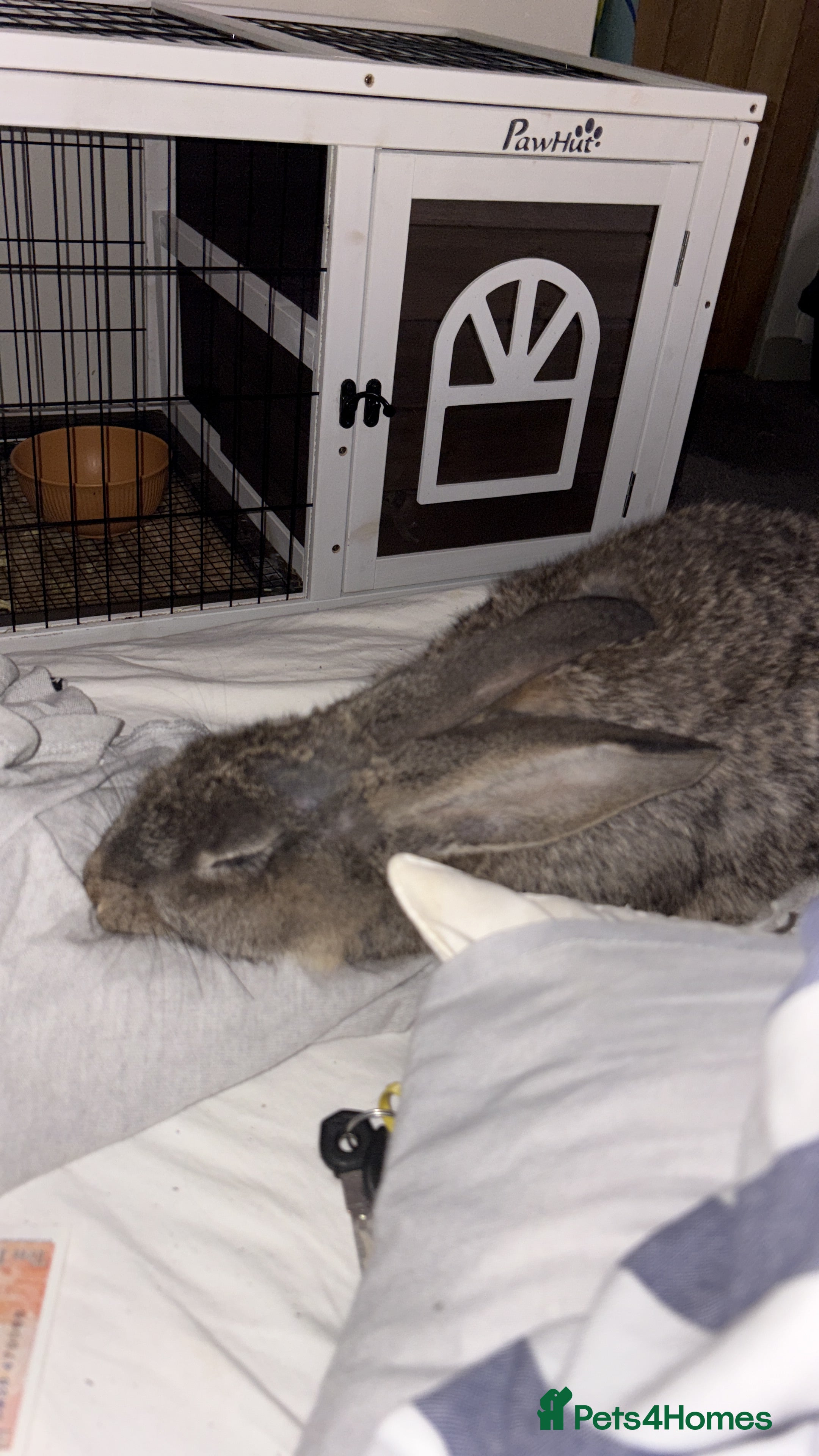 Continental Giant rabbits This is DAVE he is super friendly.  - Advert 1