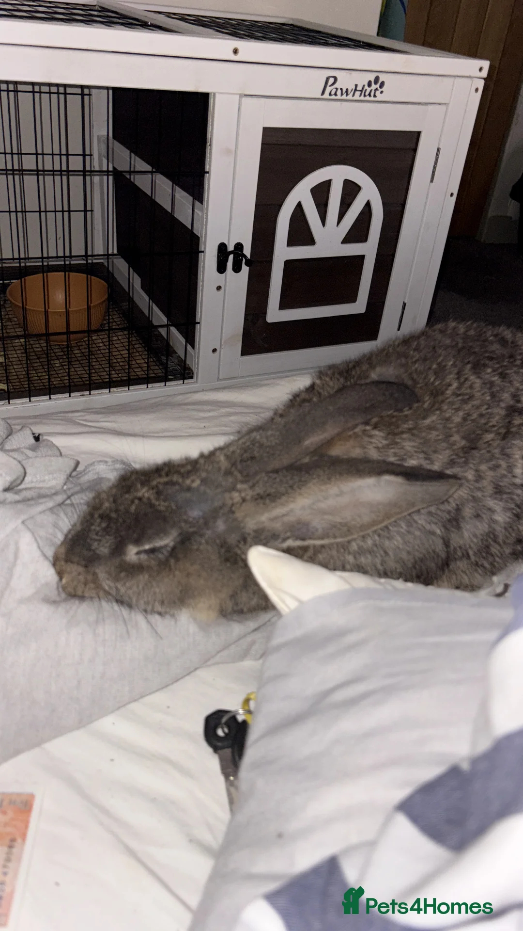 Continental Giant rabbits for sale: This is DAVE he is super friendly.  - Advert 1