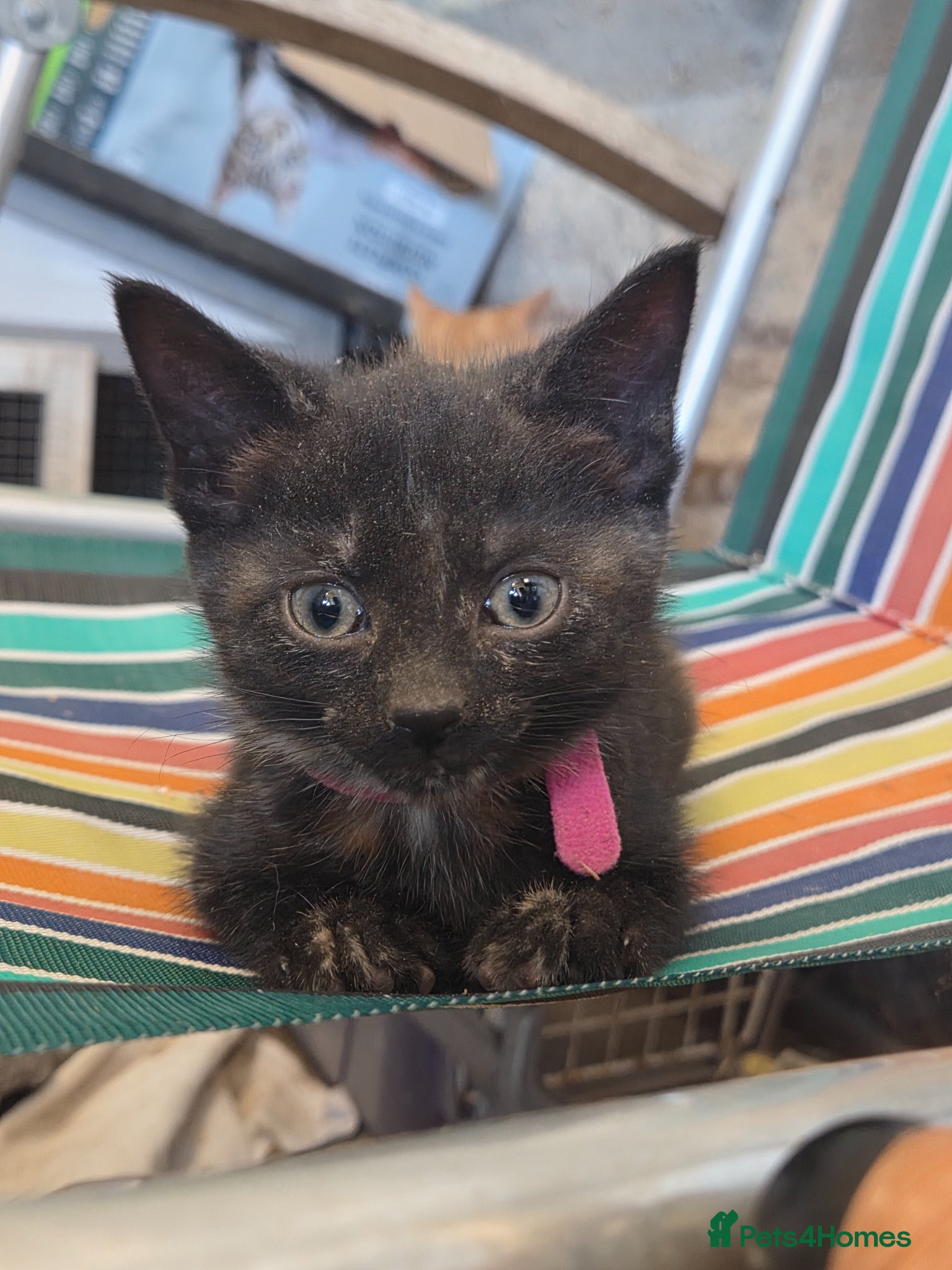 Mixed Breed cats for sale: Farm Kittens  - Advert 3