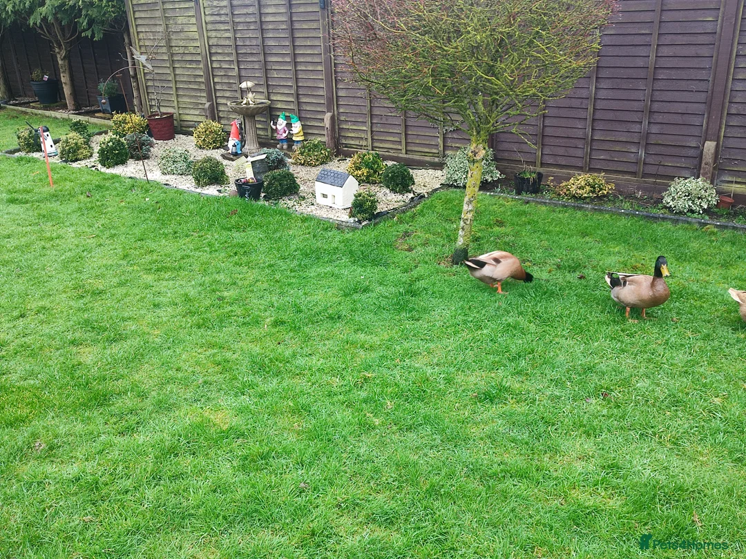 Ducks poultry for sale: 2 male ducks that need a for ever home - Advert 2