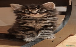Mixed Breed cats for sale: Gorgeous Mixed Breed Main Coon Kittens  - Image 6