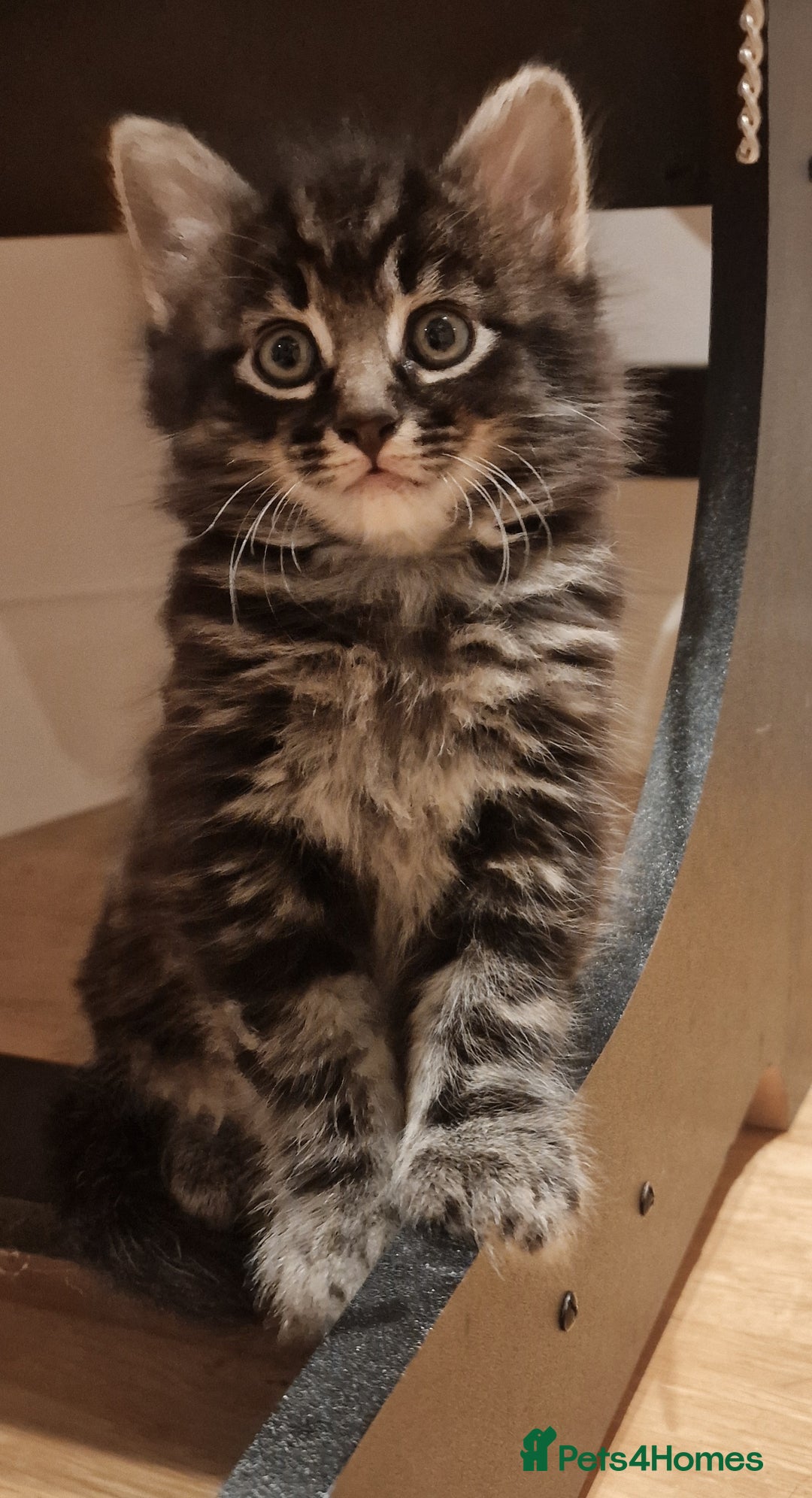 Mixed Breed cats for sale: Gorgeous Mixed Breed Main Coon Kittens  - Image 6