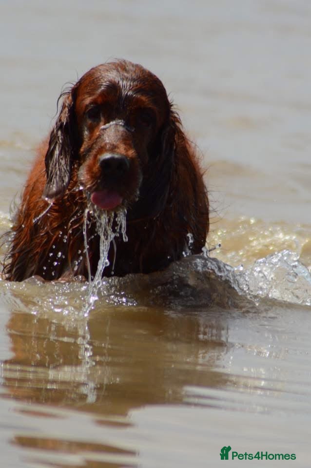 Irish Setter dogs Quality Irish setter puppies KC Registered - Advert 1