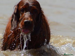 Irish Setter dogs Quality Irish setter puppies KC Registered - Advert 3