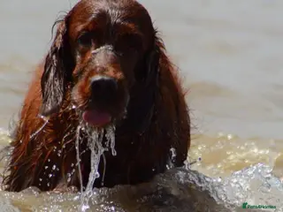 Irish Setter dogs Quality Irish setter puppies KC Registered - Advert 4